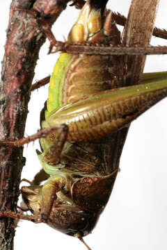 Image of grey bush-cricket