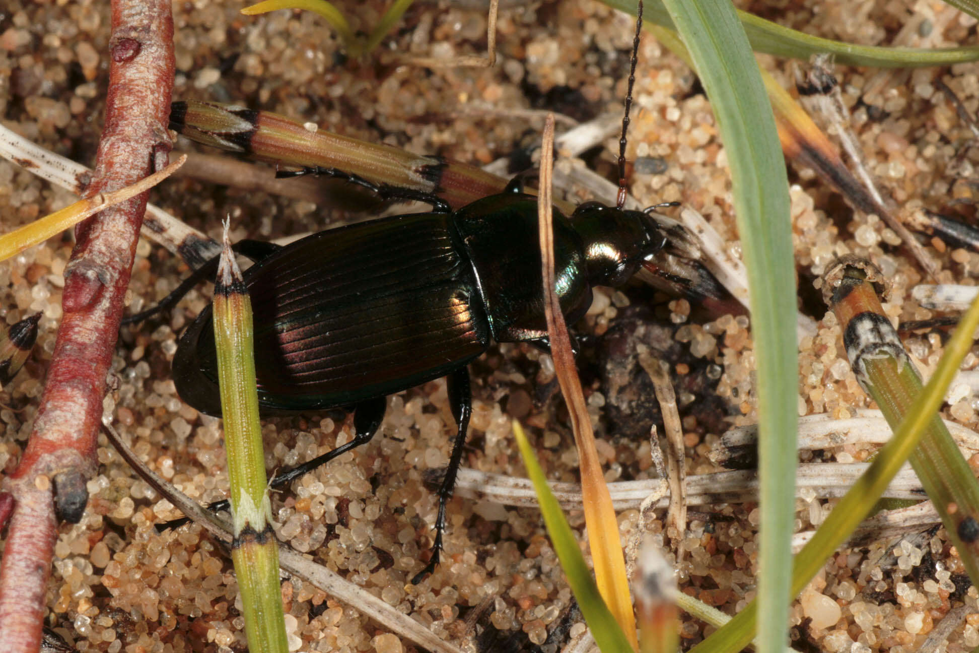 Image of Poecilus (Poecilus) versicolor (Sturm 1824)