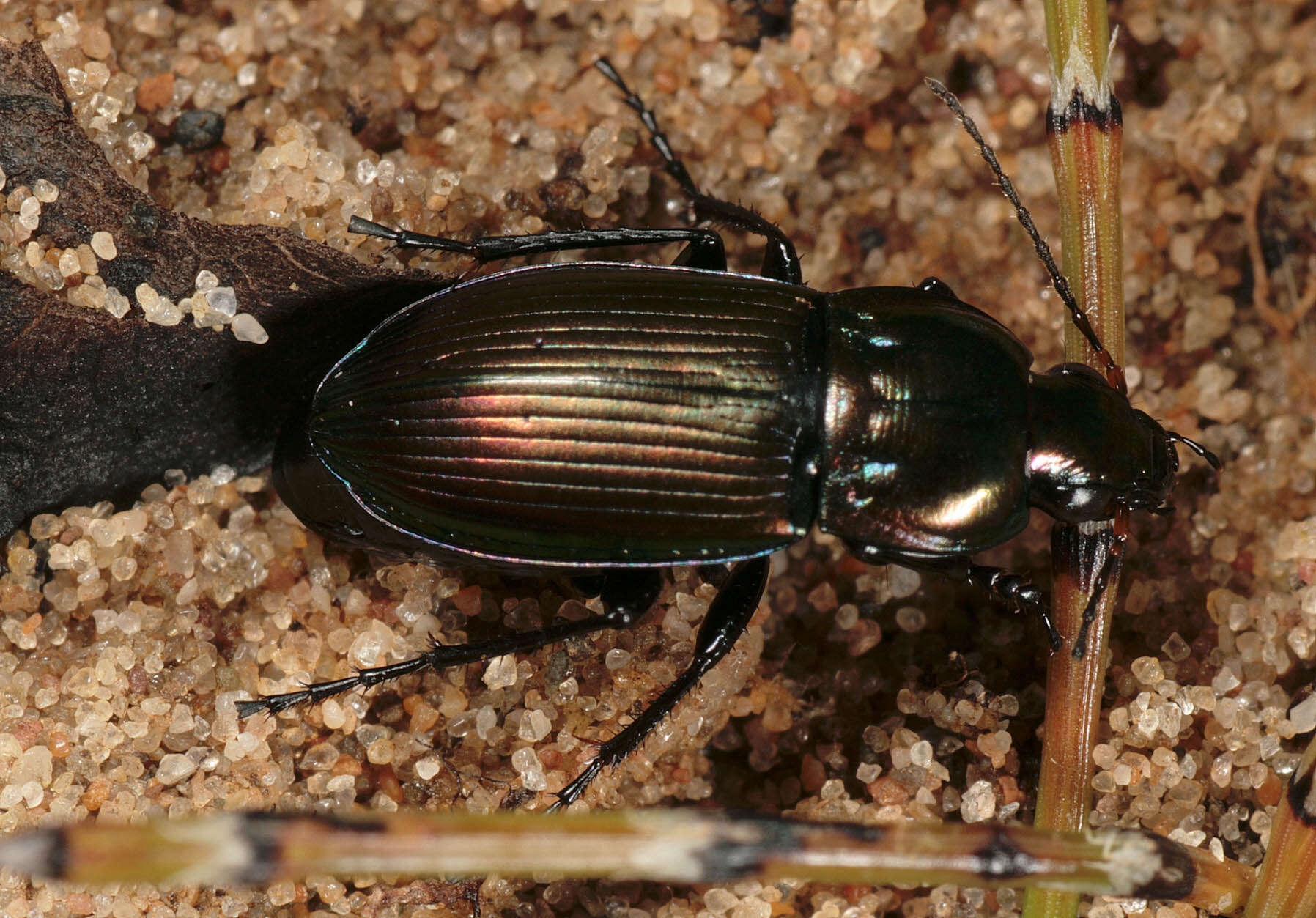 Image of Poecilus (Poecilus) versicolor (Sturm 1824)