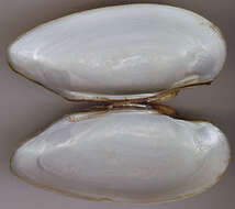 Image of Painter's Mussel