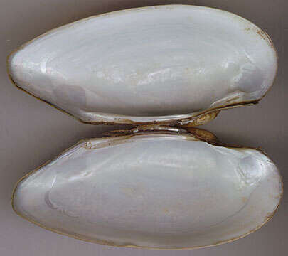 Image of Painter's Mussel