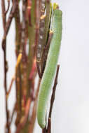 Image of orange tip