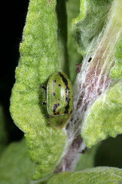 Image of Fleabane tortoise beetle