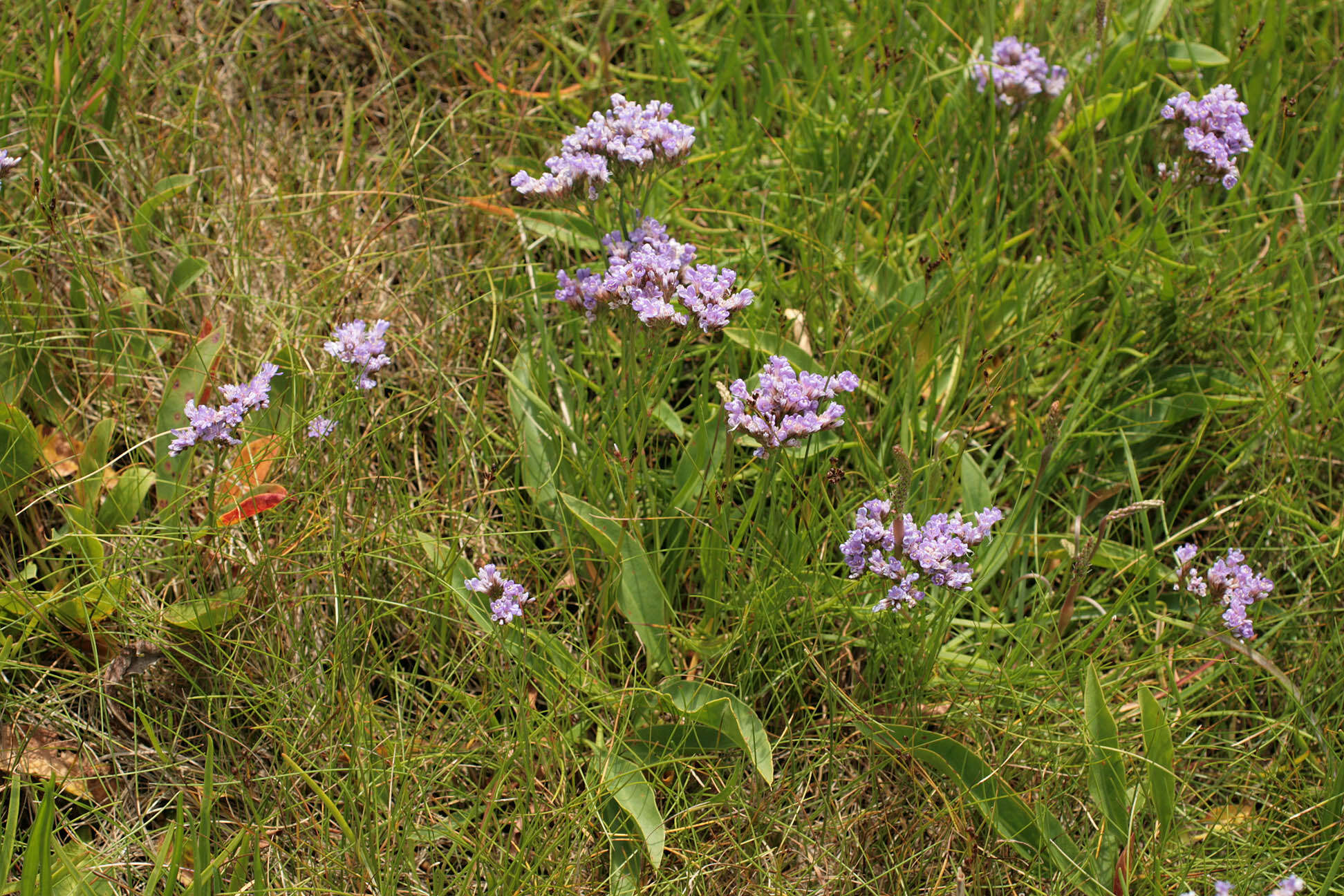 Image of Mediterranean sea lavender