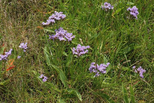 Image of Mediterranean sea lavender