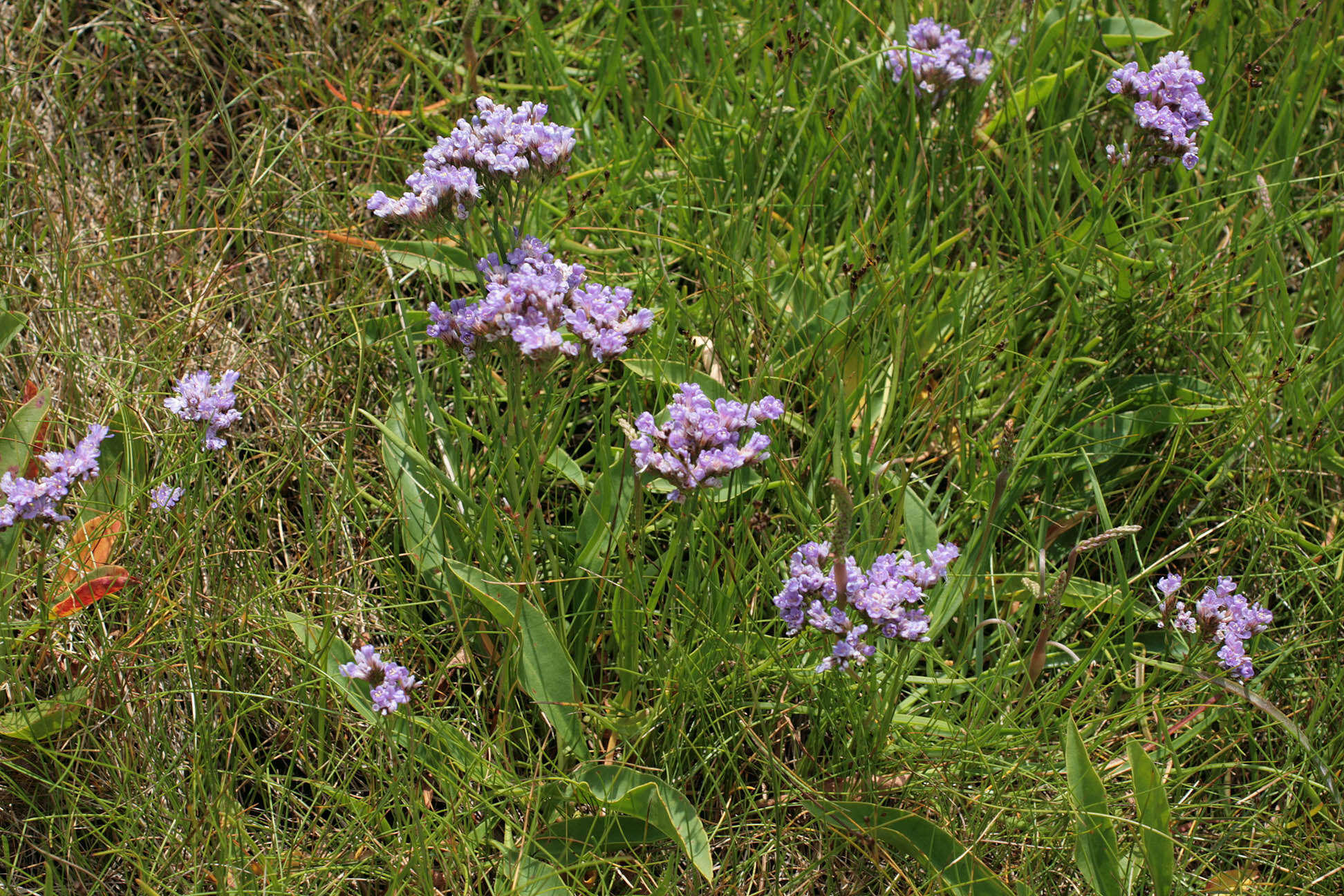 Image of Mediterranean sea lavender