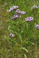 Image of Mediterranean sea lavender