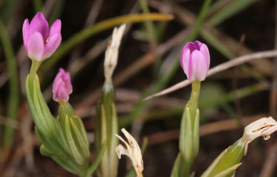 Image of branched centaury