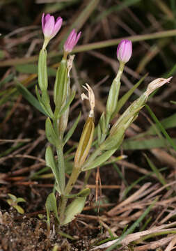 Image of branched centaury