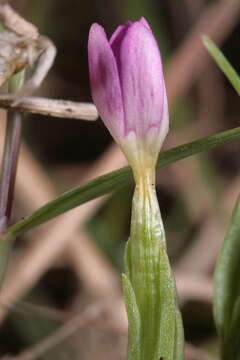 Image of branched centaury