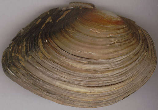 Image of duck mussel