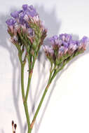 Image of Mediterranean sea lavender