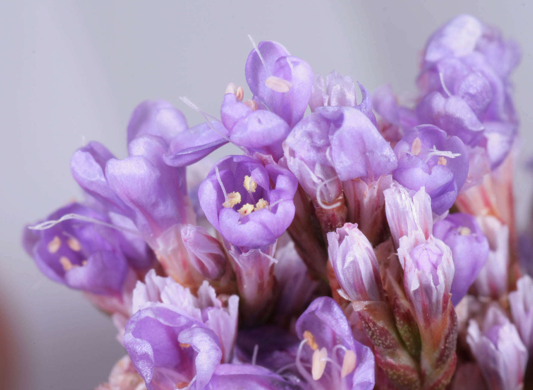 Image of Mediterranean sea lavender