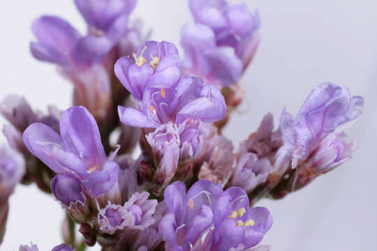 Image of Mediterranean sea lavender