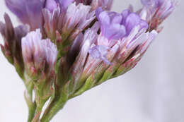 Image of Mediterranean sea lavender