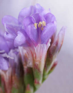 Image of Mediterranean sea lavender