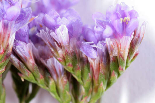 Image of Mediterranean sea lavender