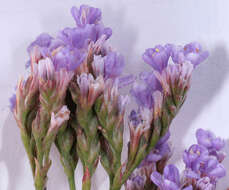 Image of Mediterranean sea lavender