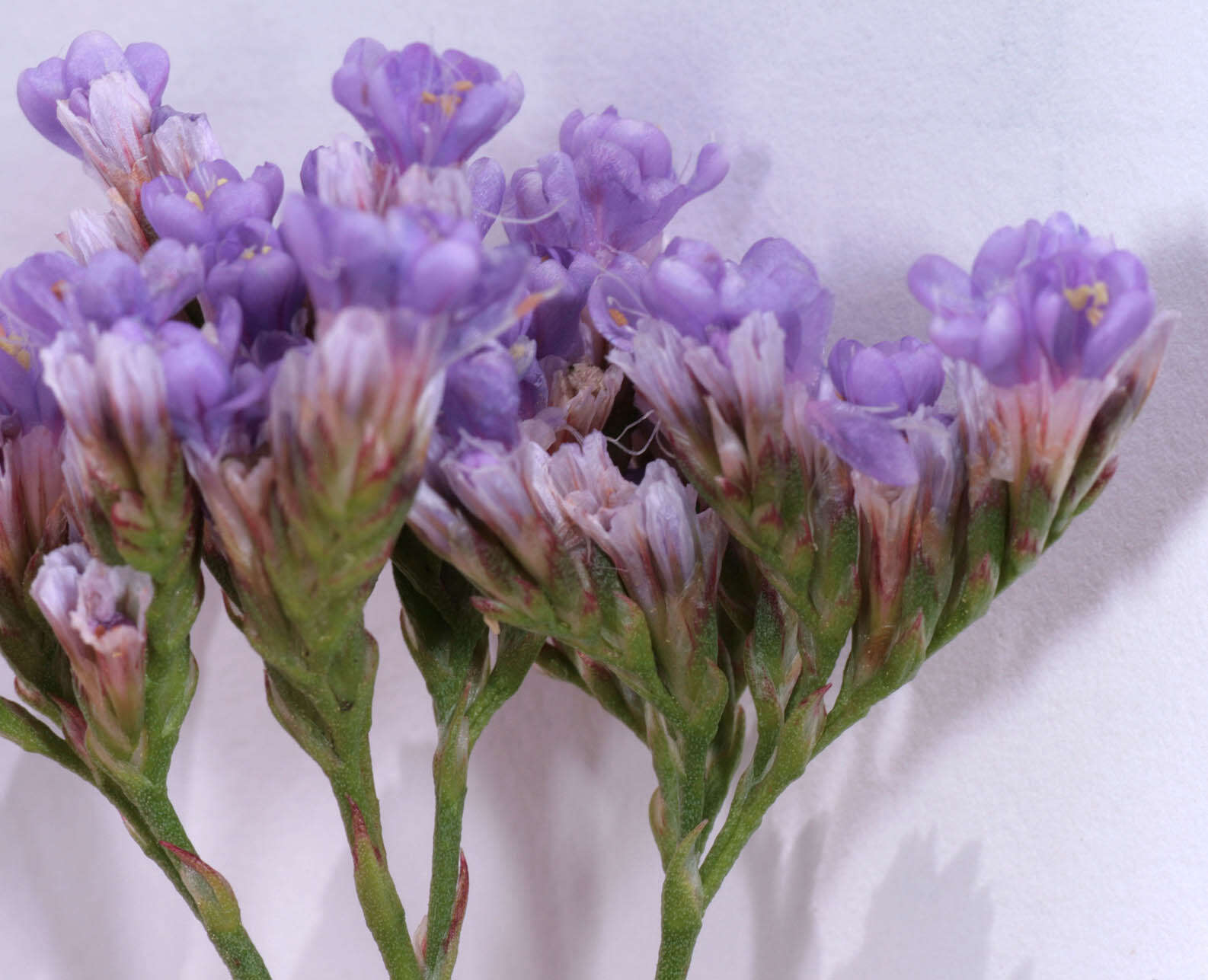 Image of Mediterranean sea lavender