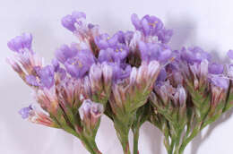 Image of Mediterranean sea lavender