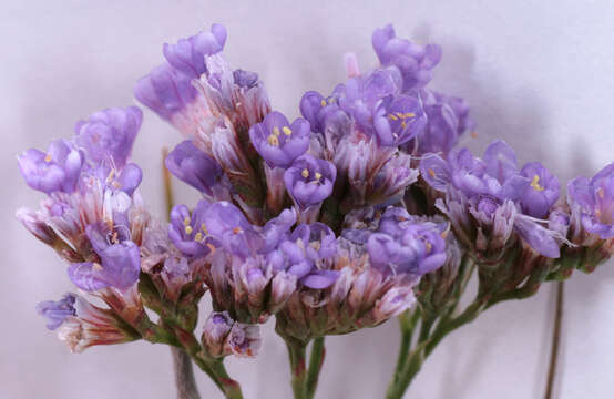 Image of Mediterranean sea lavender