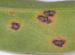 Image of Uromyces limonii (DC.) Lév. 1849