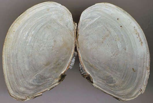 Image of duck mussel