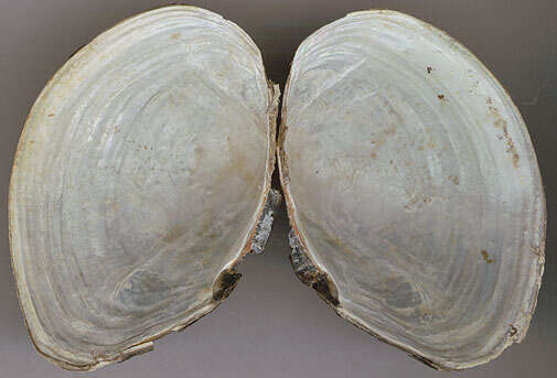 Image of duck mussel