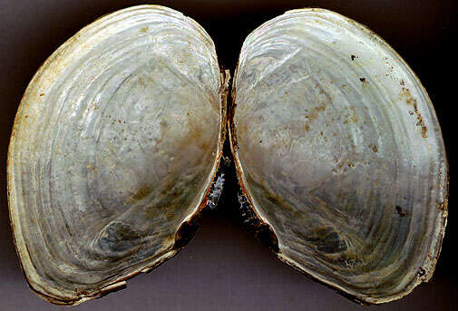 Image of duck mussel