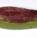 Image of Nematode