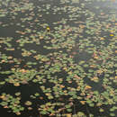 Image of yellow floatingheart