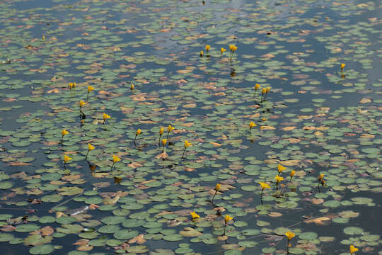 Image of yellow floatingheart