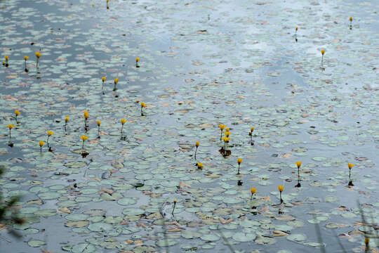 Image of yellow floatingheart