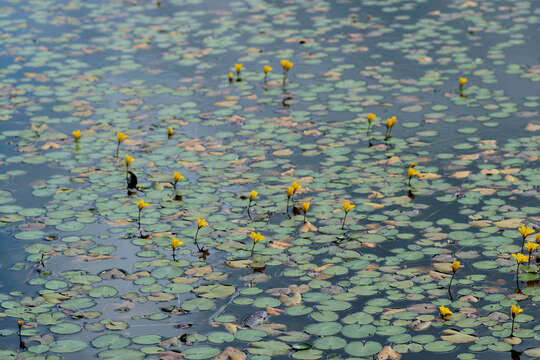 Image of yellow floatingheart