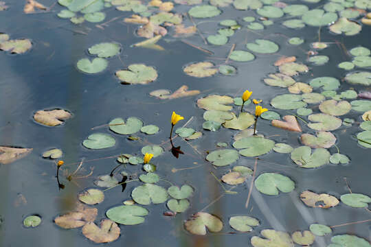 Image of yellow floatingheart