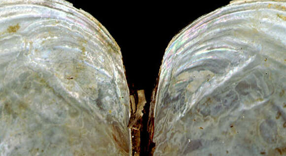 Image of duck mussel