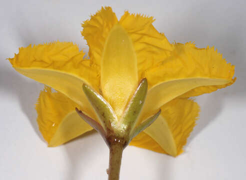 Image of yellow floatingheart