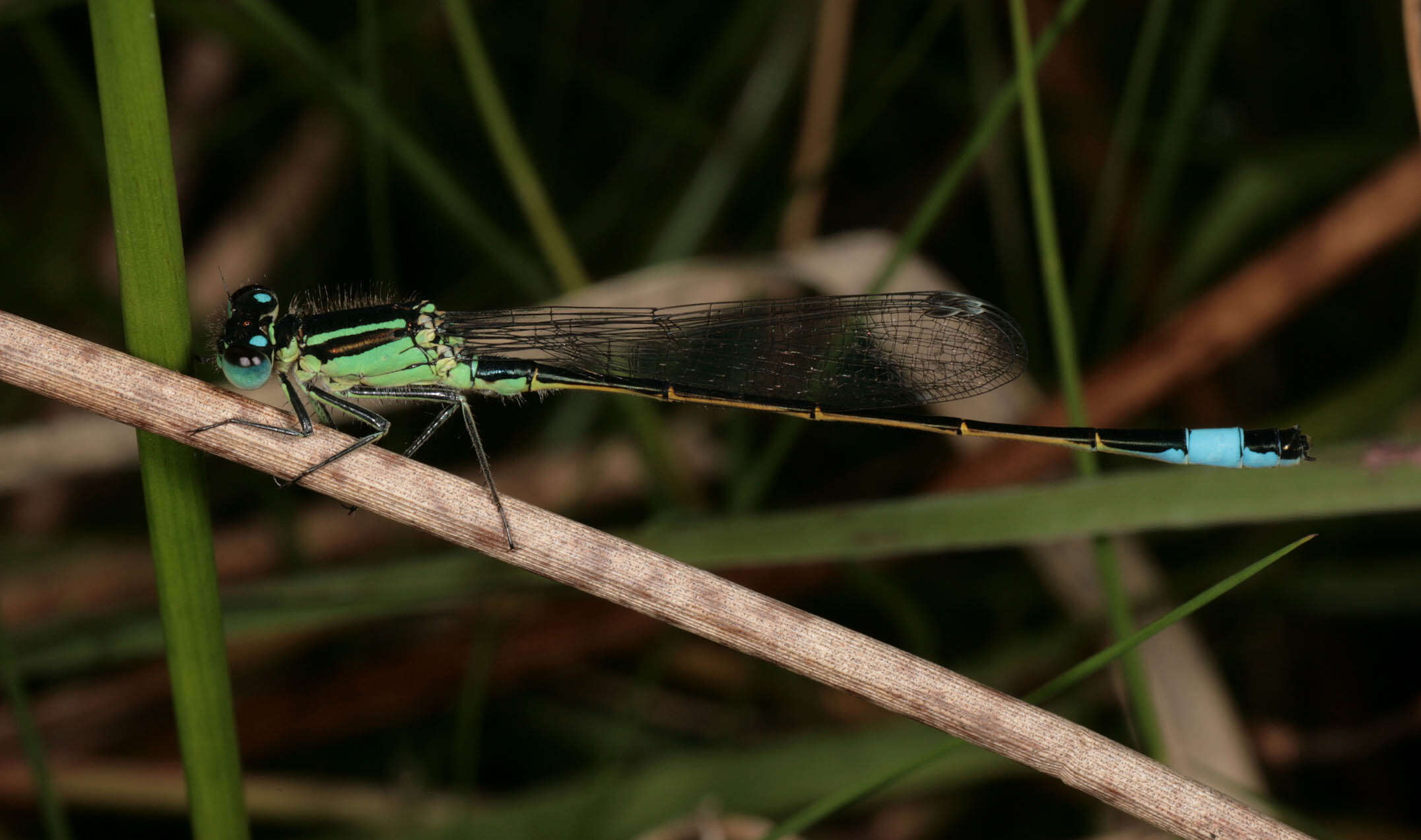 Image of Common Bluetail