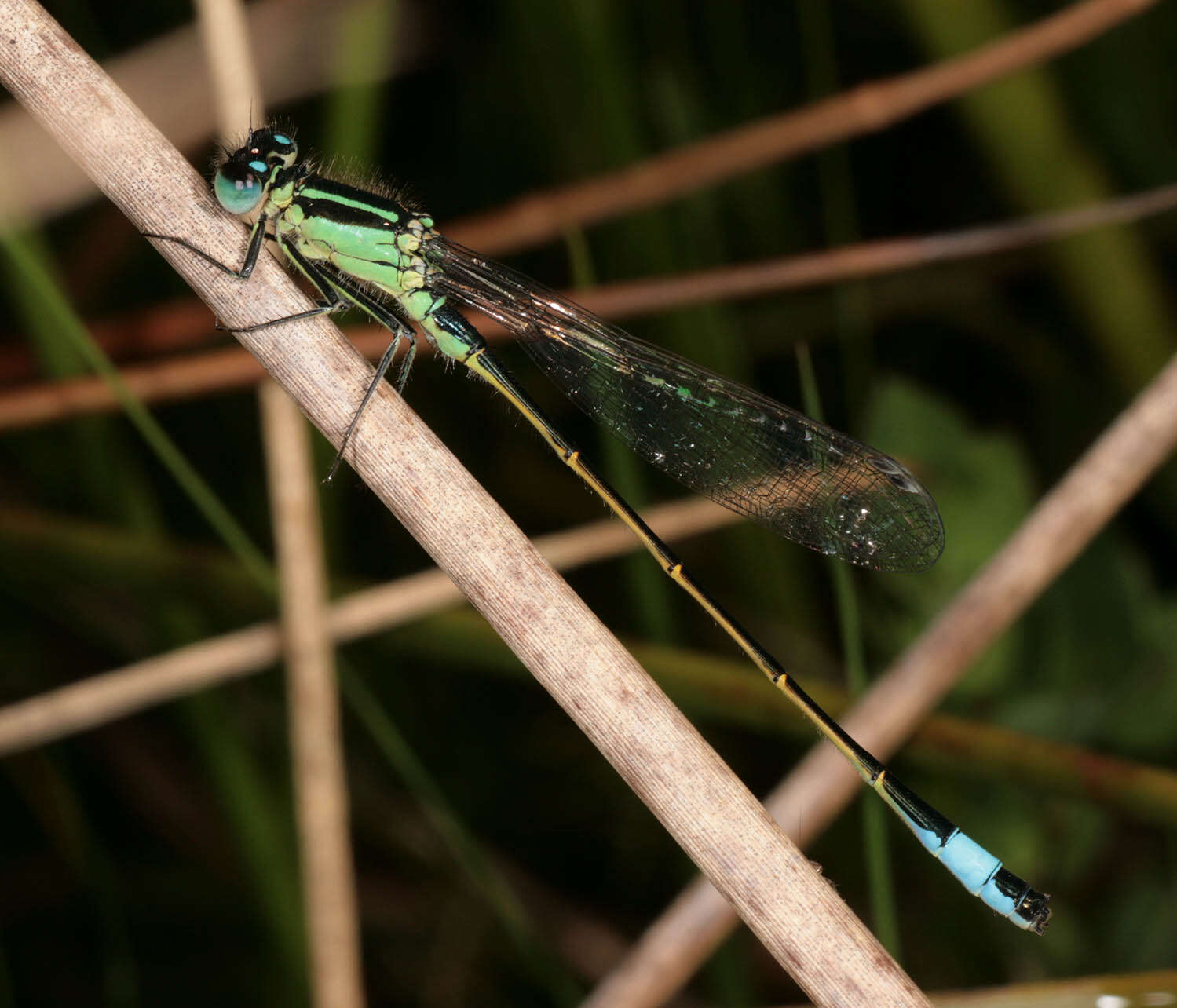 Image of Common Bluetail