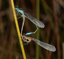 Image of Common Bluetail