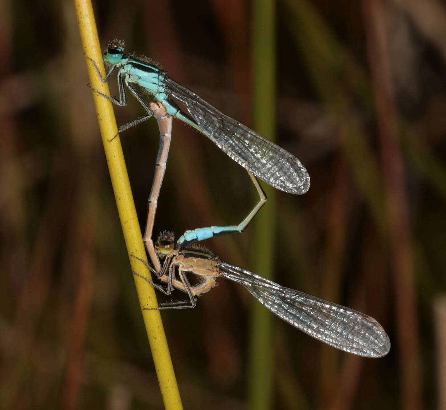 Image of Common Bluetail