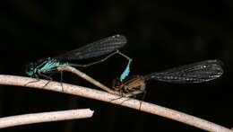 Image of Common Bluetail