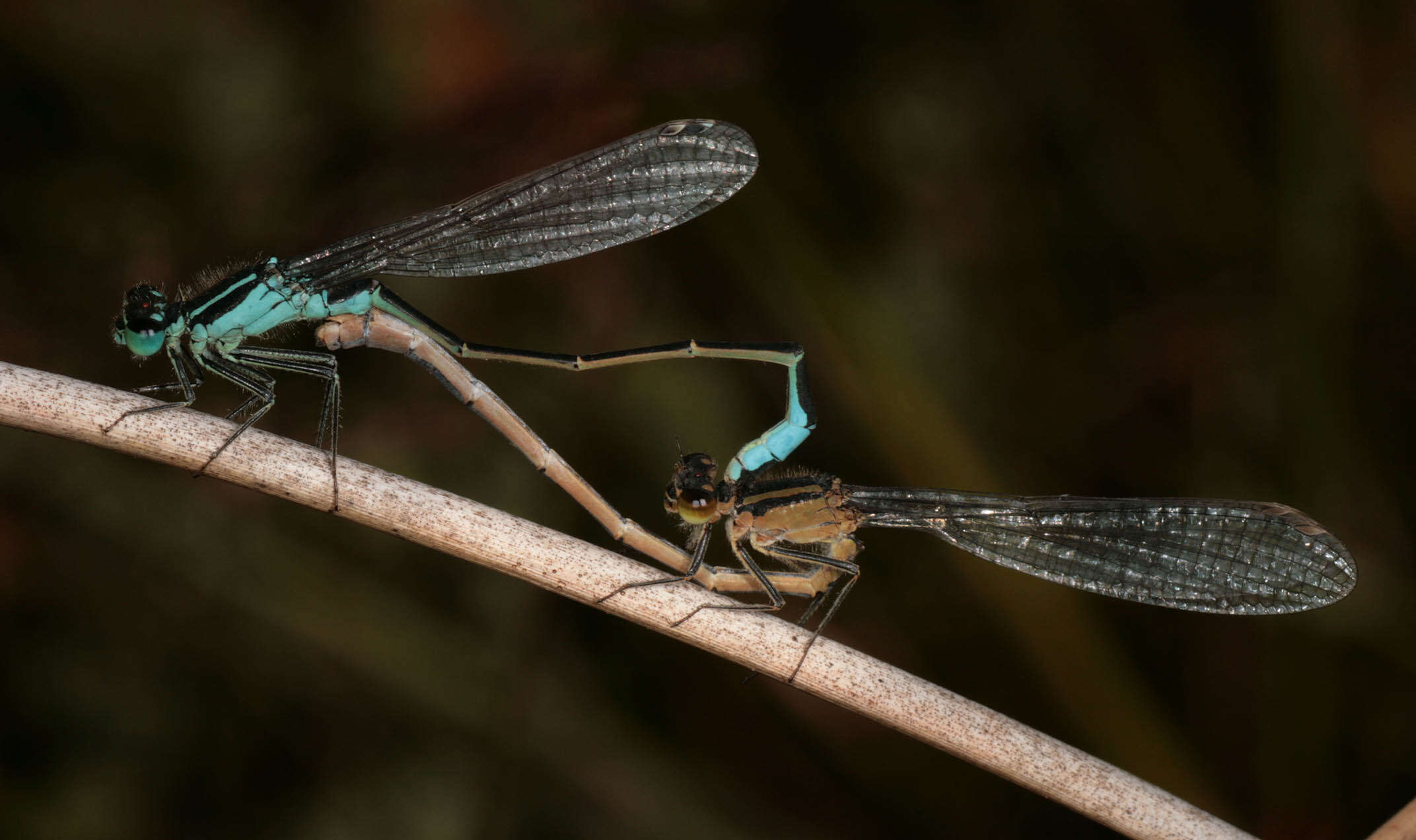 Image of Common Bluetail