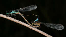 Image of Common Bluetail