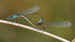 Image of Common Bluetail