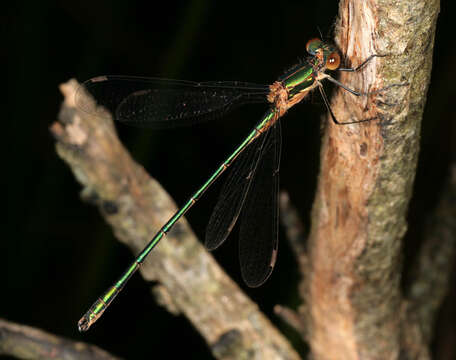 Image of Common Emerald Damselfly