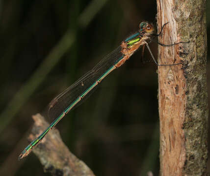 Image of Common Emerald Damselfly