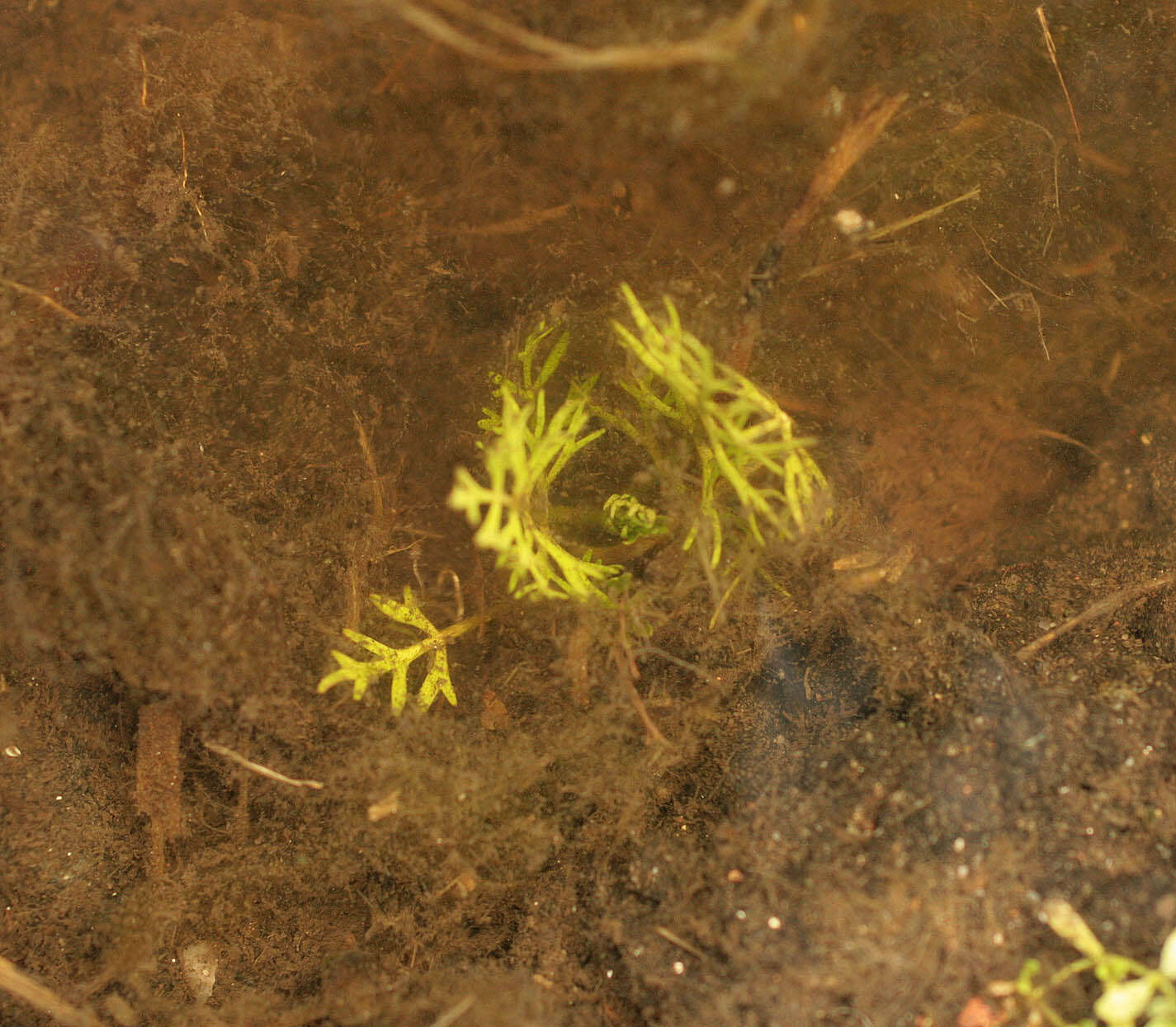 Image of Helosciadium inundatum (L.) Koch
