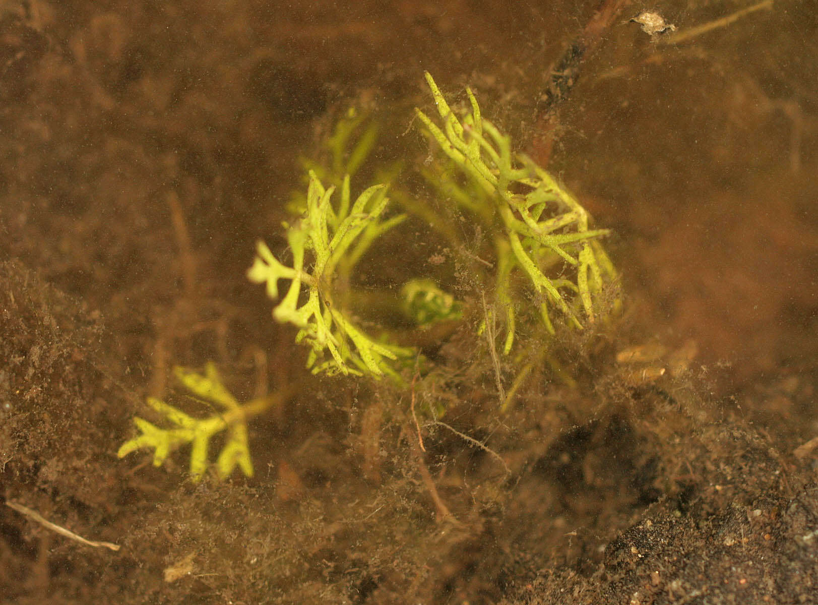 Image of Helosciadium inundatum (L.) Koch