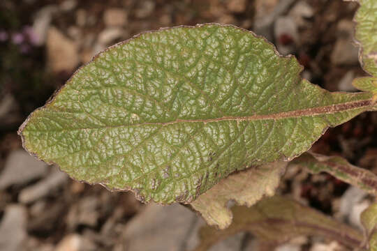 صورة Pentanema conyzae (Griess.) D. Gut. Larr., Santos-Vicente, Anderb., E. Rico & M. M. Mart. Ort.